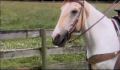 dr dolittle 3-avi_337.jpg